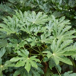 Fatsia Japónica Aralia