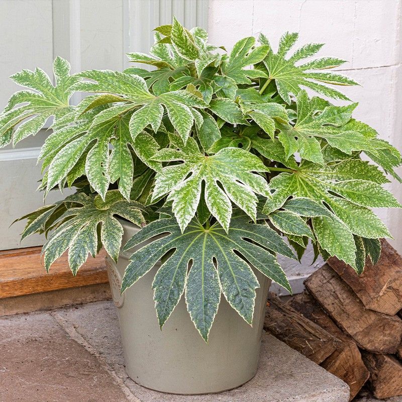Fatsia Japonica Spider's Web