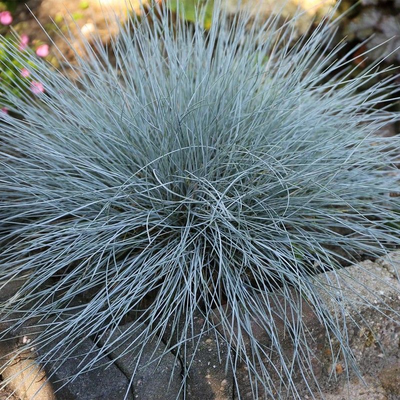 Festuca Glauca Caja 6 uds.