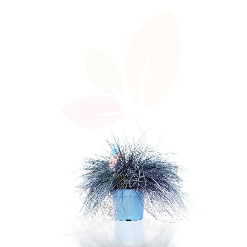 Festuca Glauca Intense Blue 40H