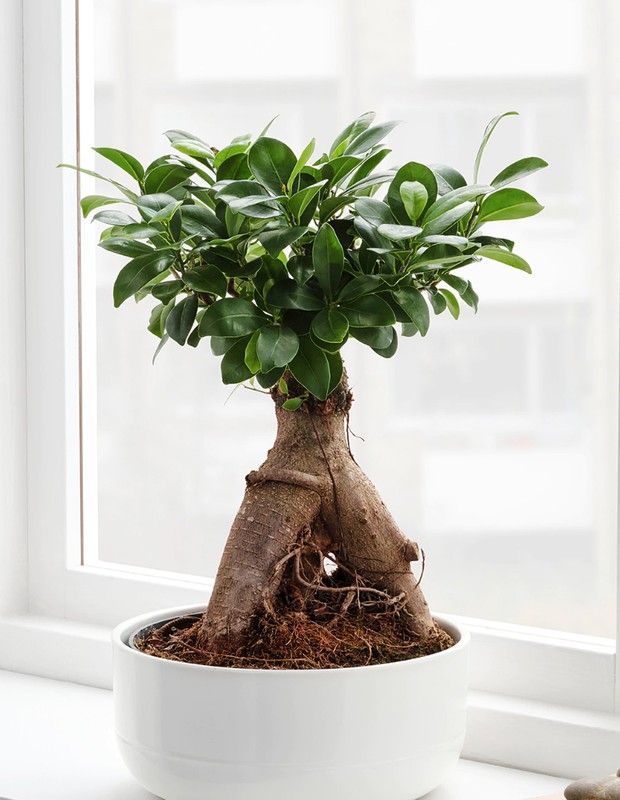 Ficus Ginseng