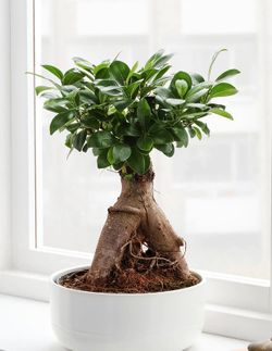 Ficus Ginseng