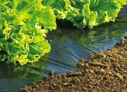 Film especial crecimiento malas hierbas del huerto, Terrafilm de nortene