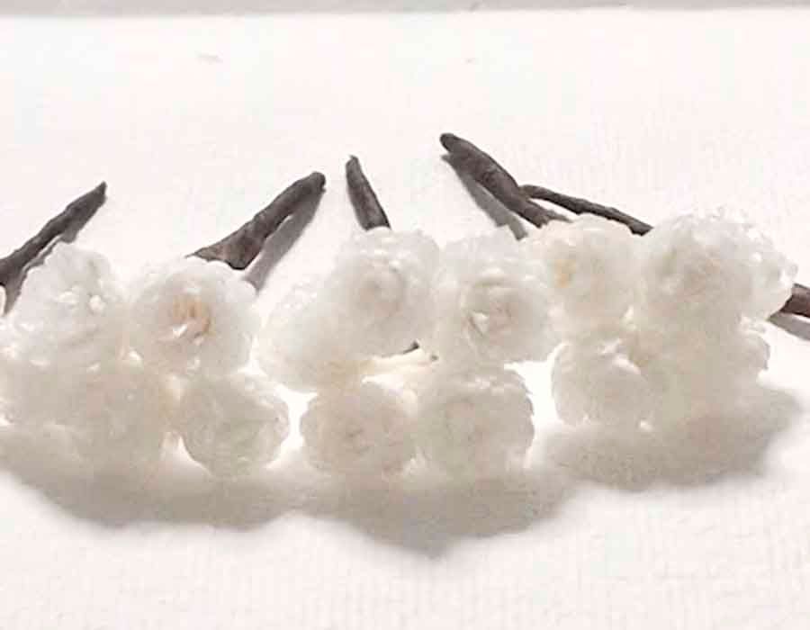 Flor de Siempreviva para el Pelo