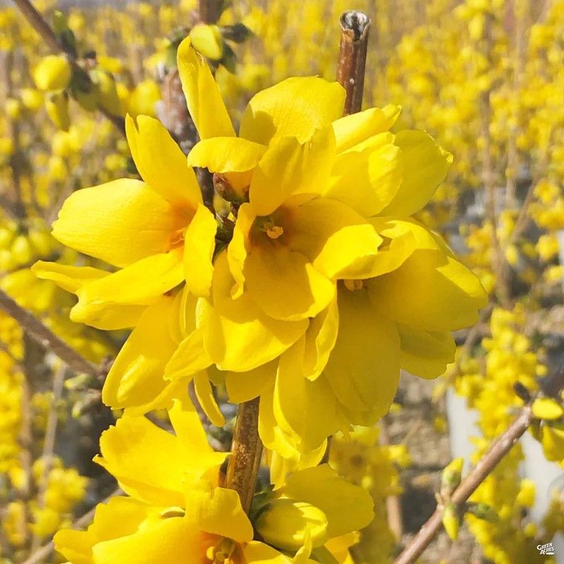Forsythia