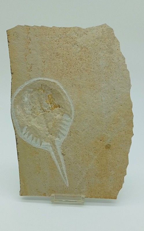 Fósil de Cangrejo herradura - Mesolimulus walchi