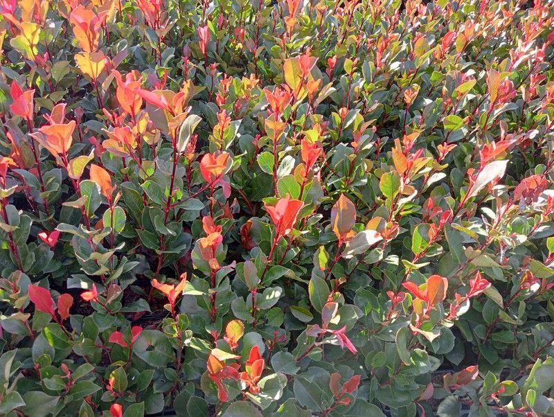 Fotinia enana, Photinia nana, Photinia x fraserii "Little Red robin"