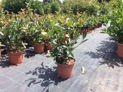 Fotinia    Photinia x fraseri Red Robin