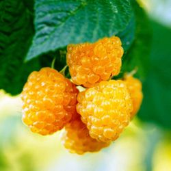 Frambuesa Blanca o Amarilla