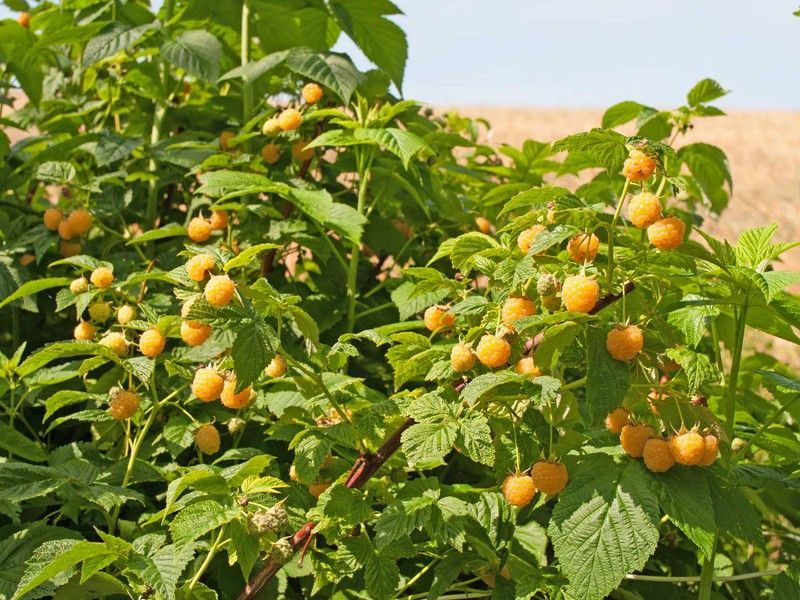 Frambueso amarillo, Rubus idaeus 'Fall Gold'