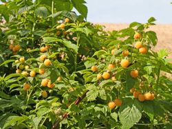 Frambueso amarillo, Rubus idaeus 'Fall Gold'