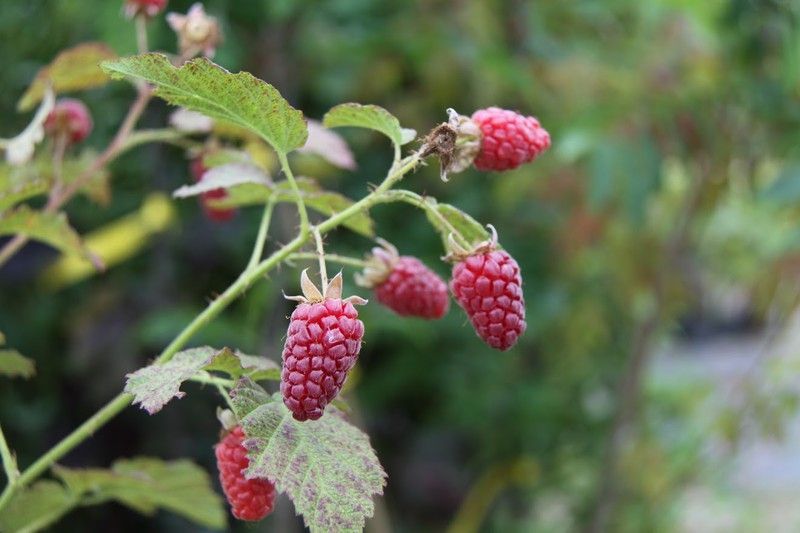 Frambueso rojo, Rubus idaeus. Frambuesas de dos cosechas
