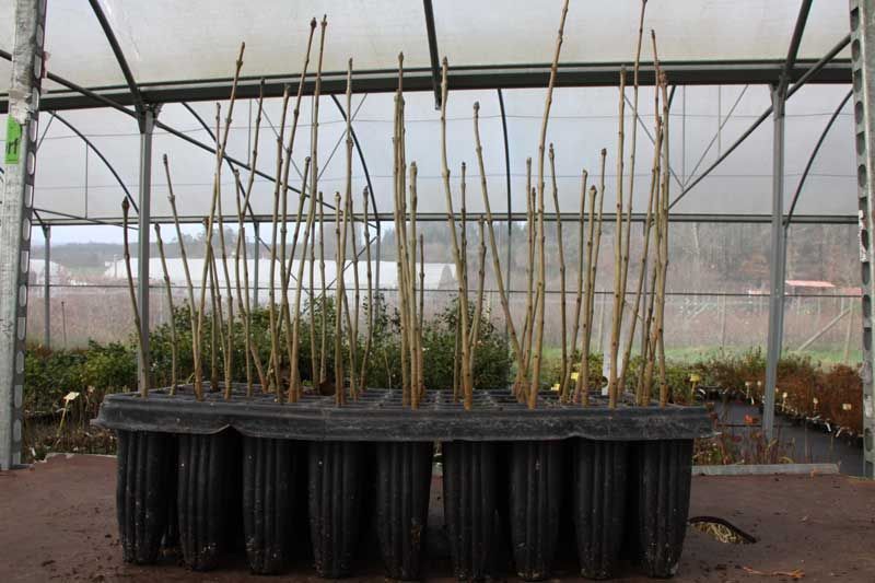 Fraxinus Ornus en alveolo forestal