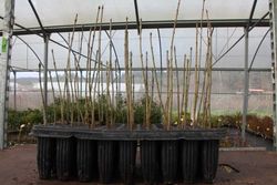 Fraxinus Ornus en alveolo forestal