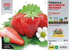 Fresa 4 Estaciones Murano 4 Plantas en Pack