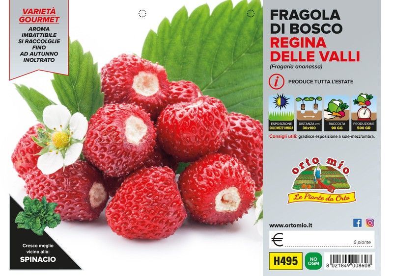 Fresa Del Bosque Regina Delle Valli 6 Plantas en Pack