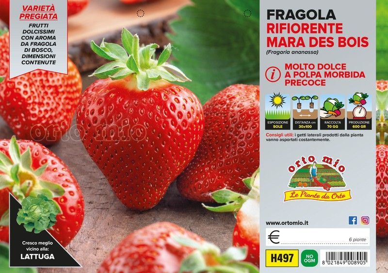 Fresa Mara Des Bois 1 planta en M-10