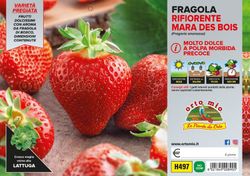 Fresa Mara Des Bois 1 planta en M-10