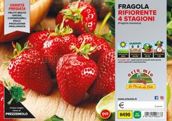 Fresa Multifloración 4 Estaciones Málaga 6 Plantas en Pack