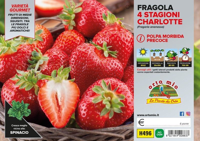 Fresa Perfumada Charlotte 6 Plantas en Pack