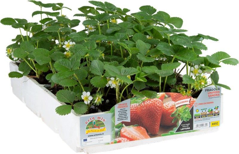 Fresa Unifera Precoz Sandra 6 Plantas En Pack