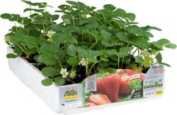 Fresa Unifera Precoz Sandra 6 Plantas En Pack
