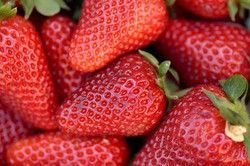 Fresas San Andreas en maceta, Fragaria vesca