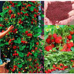 Fresas Trepadoras Fragaria Climbing 4 uds.