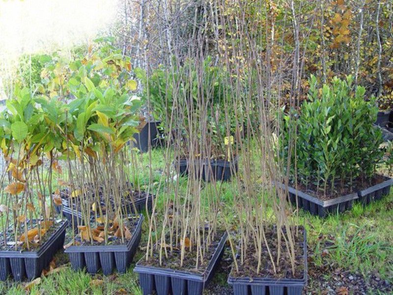 Fresno de hoja estrecha, fresno de hoja pequeña -  Fraxinus angustifolia.