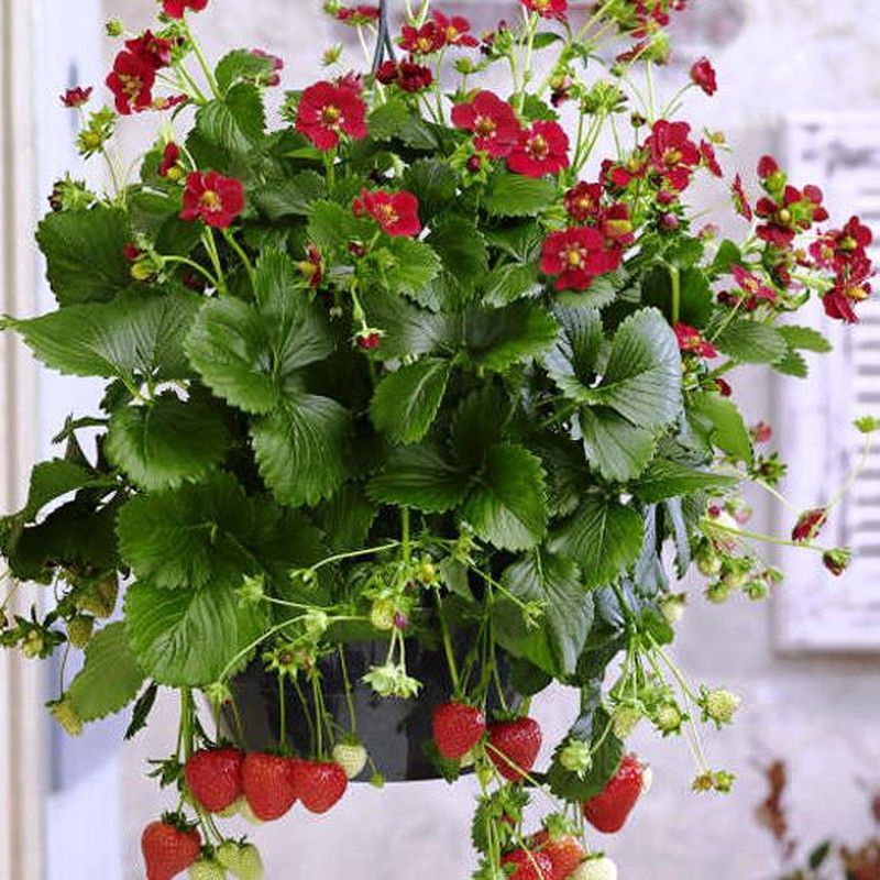 Fresones Flor Roja Red Rose Miami Caja 10 uds.