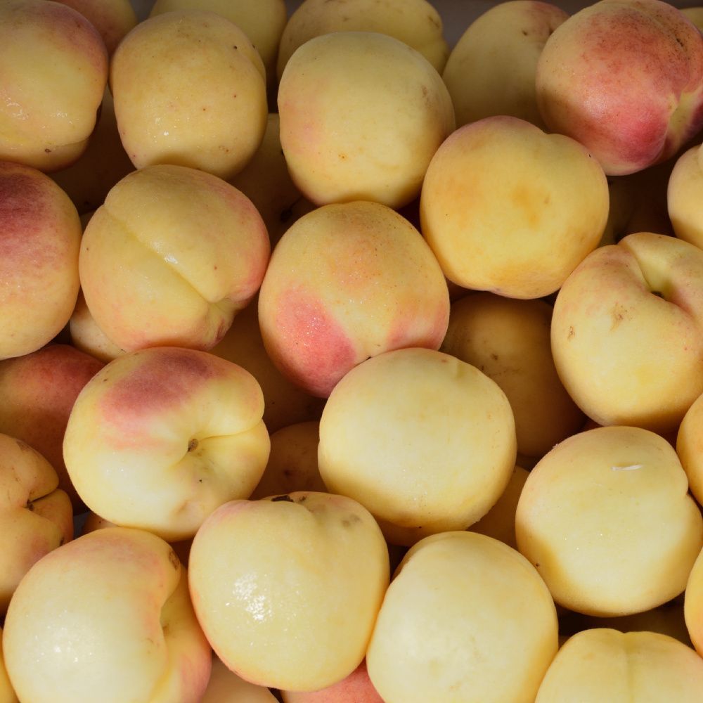 Frutal Enano Albaricoque C-24 ITALIA