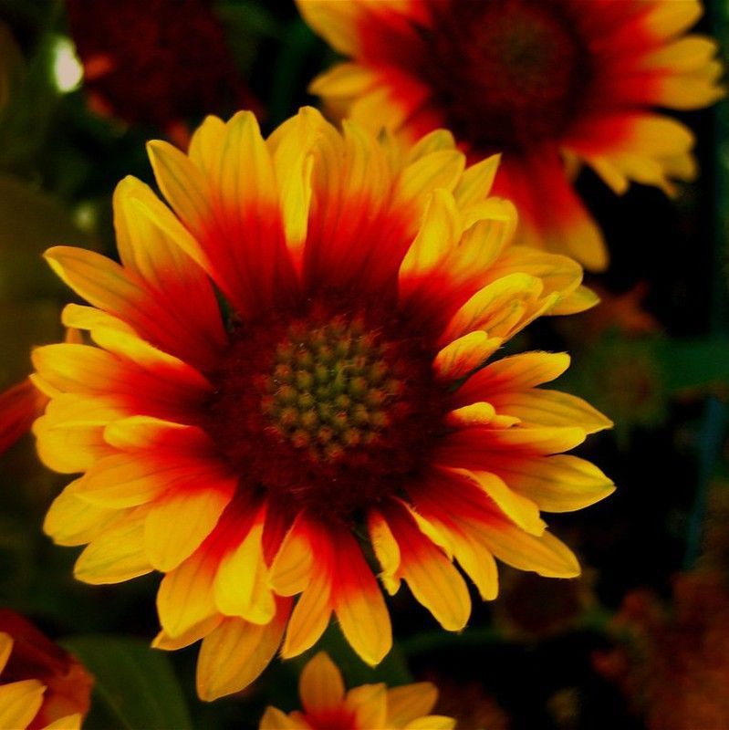 Gaillardia Aristata Caja 6 uds.