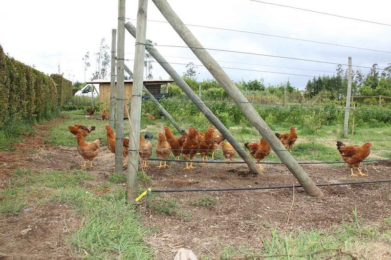 Gallos y Gallinas de Mos desde 4,5 €