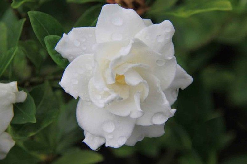 Gardenia, Jazmín del Cabo, Gardenia jasminoides