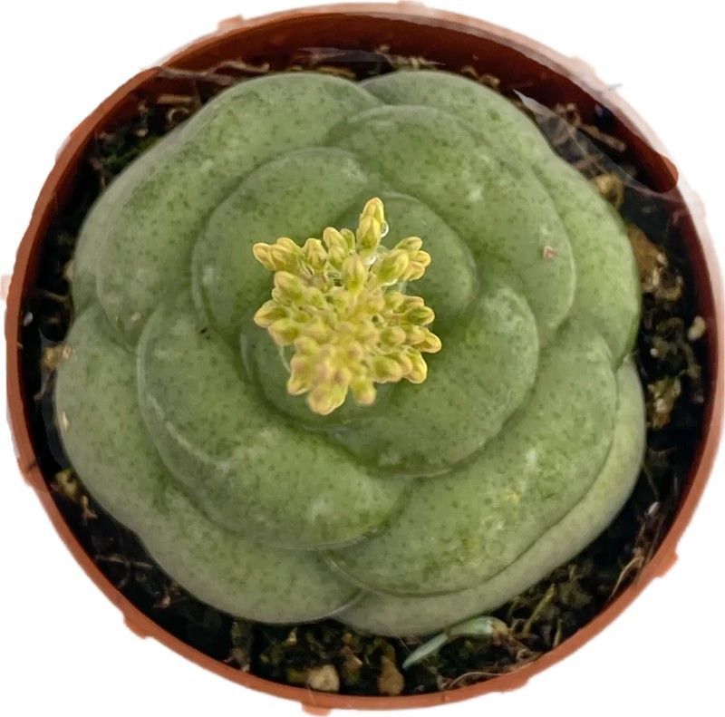 Gasteria Armstrongii