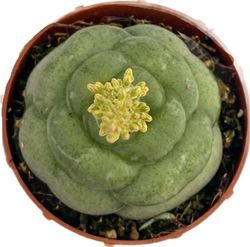 Gasteria Armstrongii