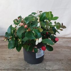 Gaultheria Procumbens (Reflex)