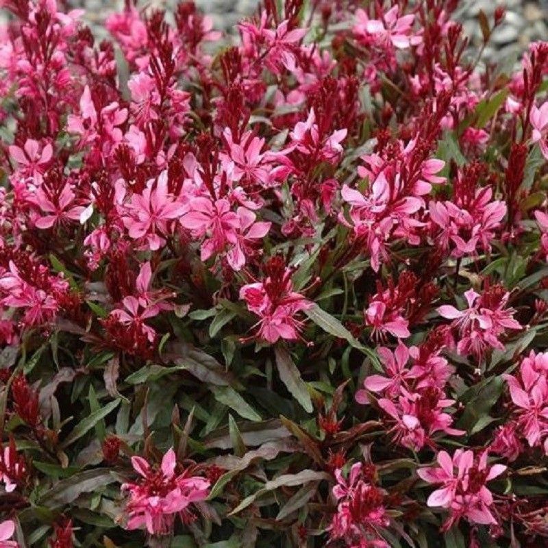 Gaura Lindheimeri Caja 6 uds.