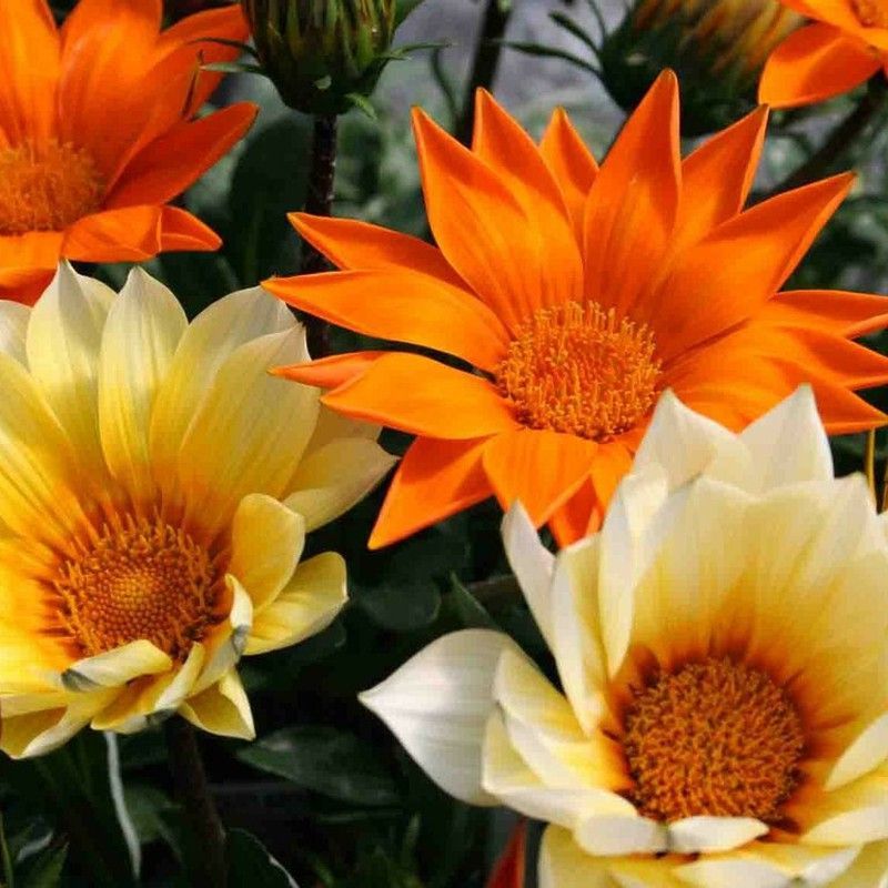 Gazanias Caja de 10/15 uds.