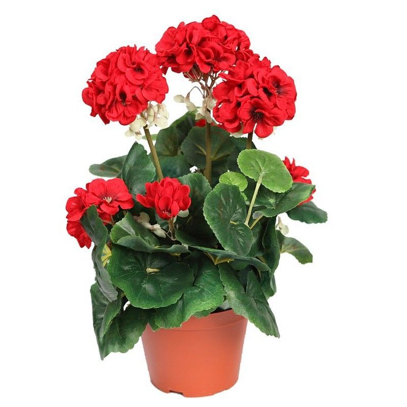 Geranio en maceta altura 35cm