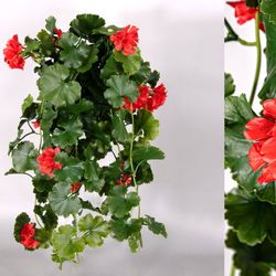 Geranio Hiedra Ignífugo Artificial