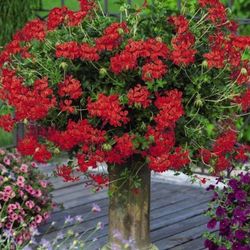 Geranio Rey del Balcón