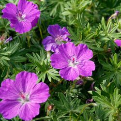 Geranium Sanguineum Pack 6 plantas