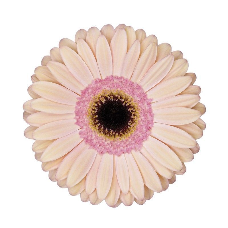 Gerbera Alliance