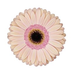 Gerbera Alliance