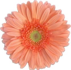 Gerbera Avignon