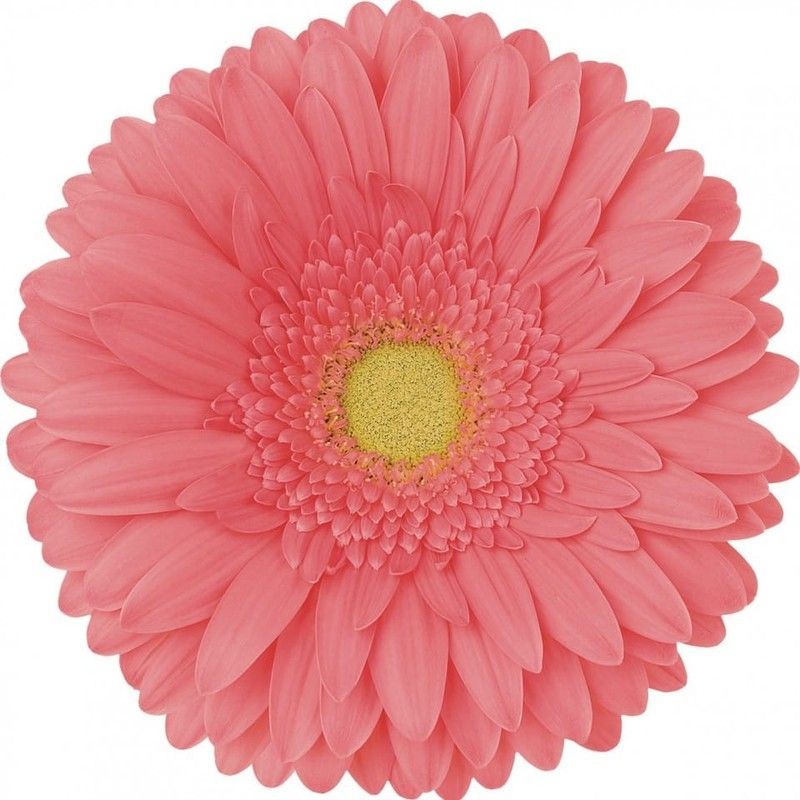 Gerbera Cantaro