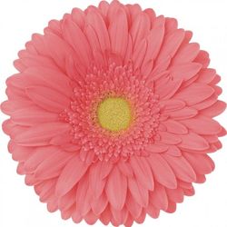 Gerbera Cantaro