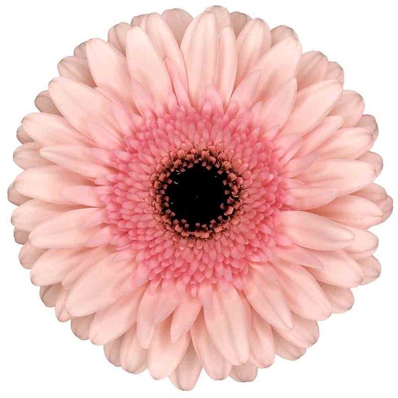 Gerbera Capito