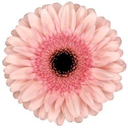 Gerbera Capito